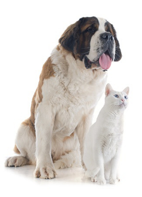 cat and dog resting together