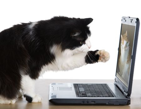 cat video chatting with another cat on a laptop