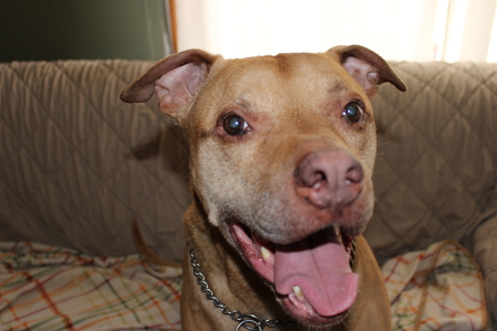 Khaki Hound owner's smiling dog