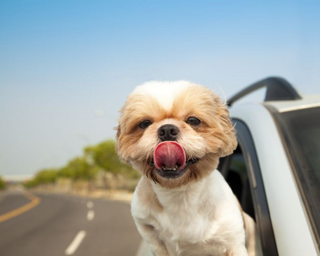 happy small dog with head outside window