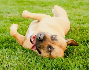dog rolling over in the grass