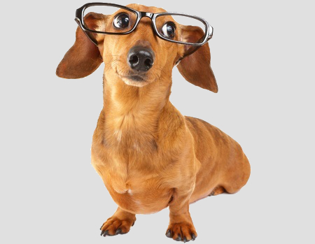 dachshund with glasses
