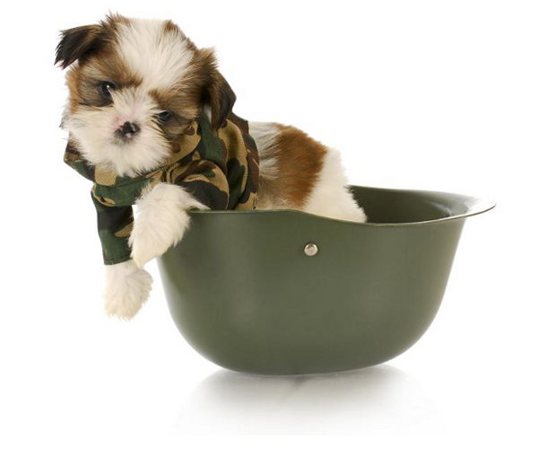 small puppy in camo jacket sitting in military helmet